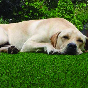 Artificial Grass