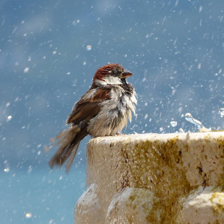 Bird Baths